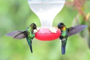 Hummingbirds