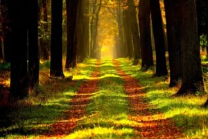 Straight Path