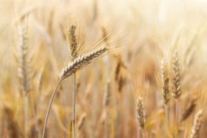 The Great Harvest