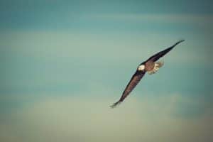 Flying Eagle