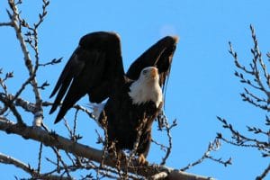 Ready to fly