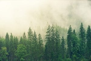 forest for the trees