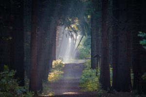 light