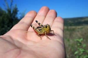 Grasshoppers