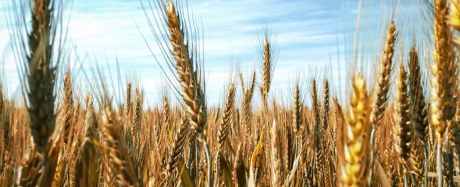 Great Harvest