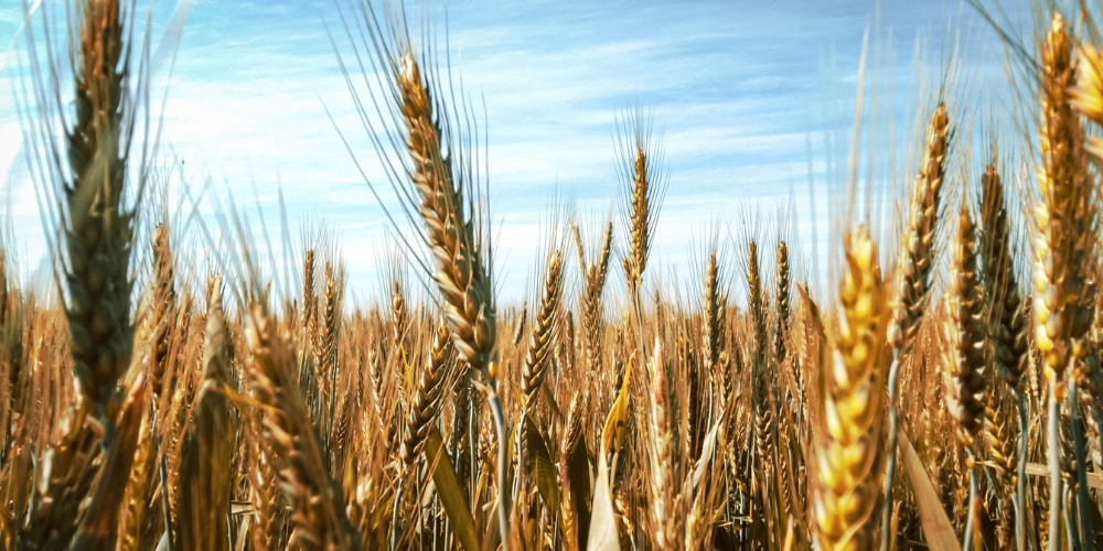 Great Harvest