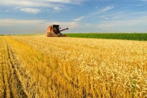 Great Harvest