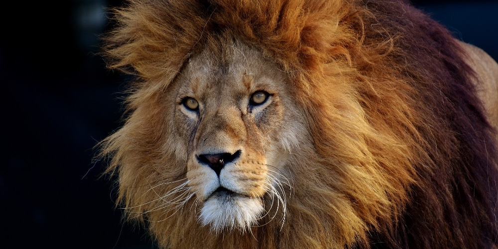 Your Call to Courage