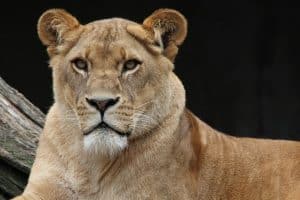 Lionness for God