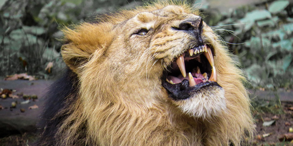 Let the Lion Roar