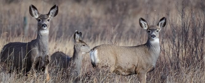 Learning to Listen with Discernment