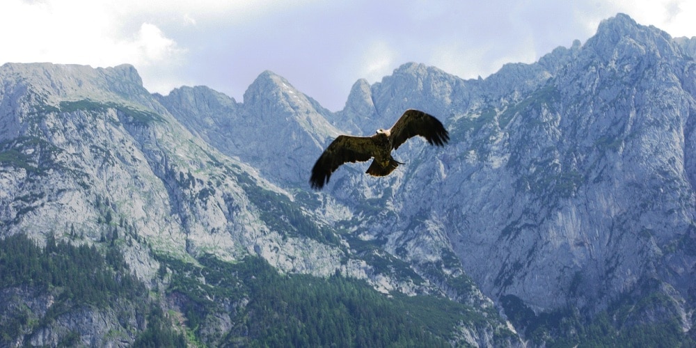 eagle