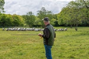 Shepherd's Staff