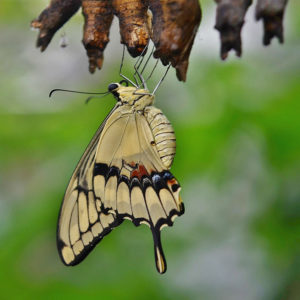 butterfly