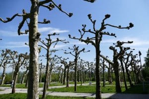 Pruned Trees