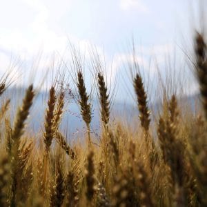 seedtime and harvest