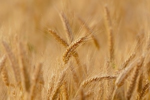 great harvest