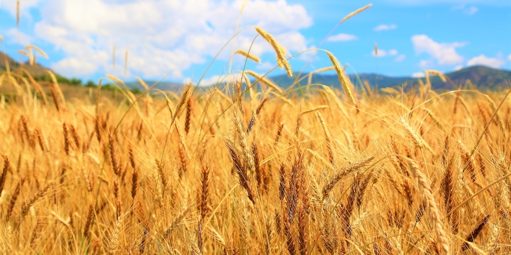 It's Harvest Time for Your Life